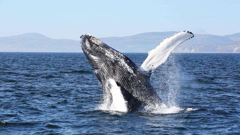 From Quebec City: Whale Watching Excursion Full-Day Trip - Why this whale trip is worth a full day