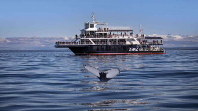 From Quebec City: Whale Watching Excursion Full-Day Trip
