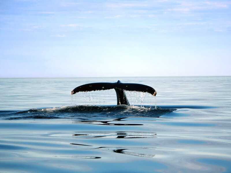 From Quebec City: Whale Watching Excursion Full-Day Trip - Choosing the big boat or the Zodiac