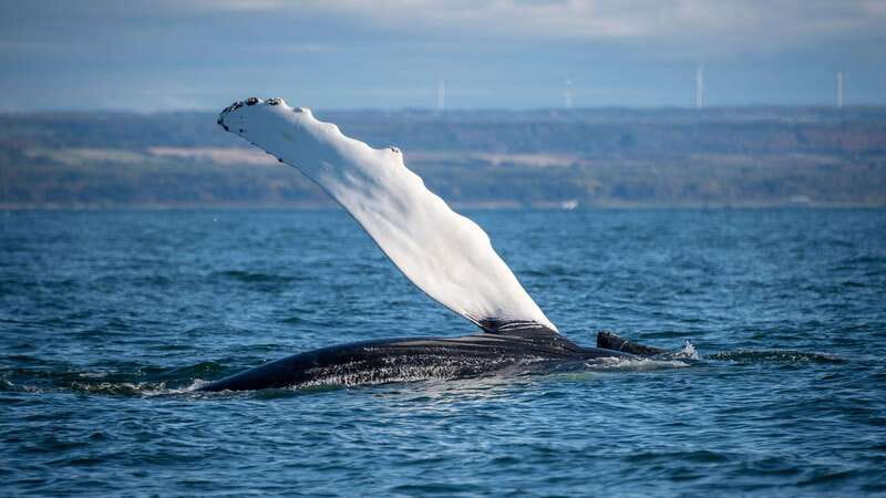 From Quebec City: Whale Watching Excursion Full-Day Trip - What you might see on the water