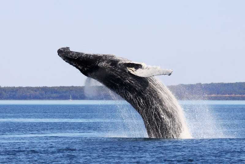 From Quebec City: Whale Watching Excursion Full-Day Trip - The fjord scenery between sightings