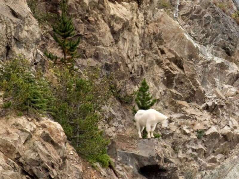 From Skagway: White Pass and Yukon Suspension Bridge Tour - Cruise-day logistics and practical limits