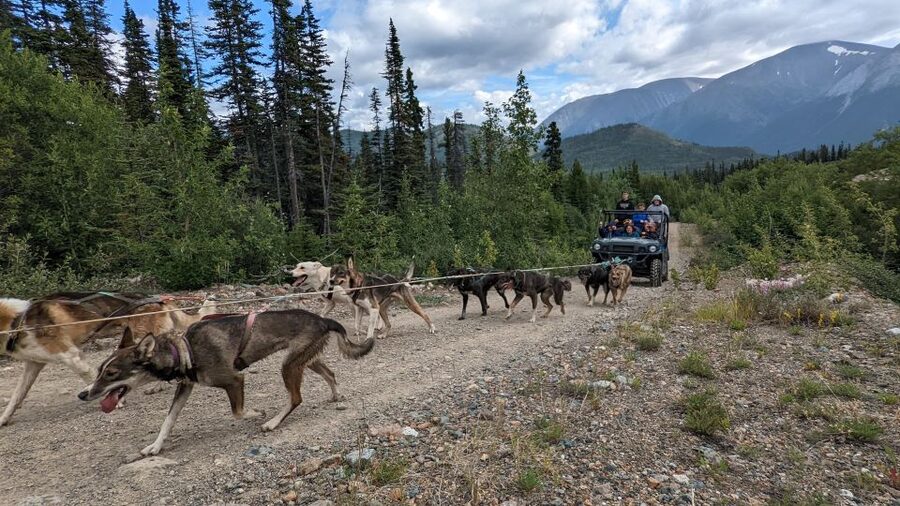 From Skagway: Yukon Sled Dog Mushing & White Pass Combo - Should you book the Yukon Sled Dog and White Pass Combo?