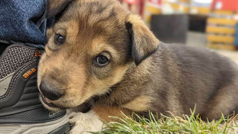 From Skagway: Yukon Sled Dog Mushing & White Pass Combo - Puppies, adult dogs, and the human side of mushing