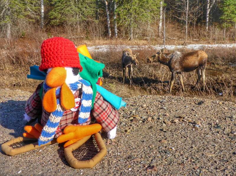 From Toronto: Algonquin Park Canoeing & Hiking Adventure - Why this Toronto day trip works