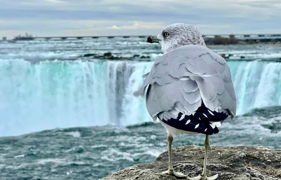 From Toronto: Niagara Falls Tour + Boat Ride and/or Journey - How to use your 3 to 4 hours at the falls