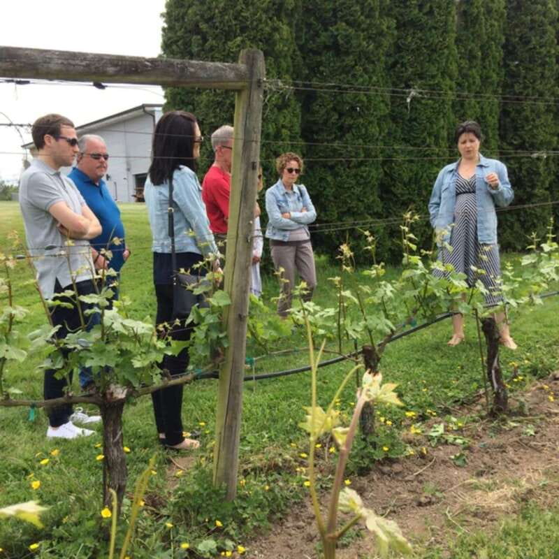 From Vancouver: Fraser Valley Wine Tour with Local Tastings - Comfort, walking, and the warm-weather warning