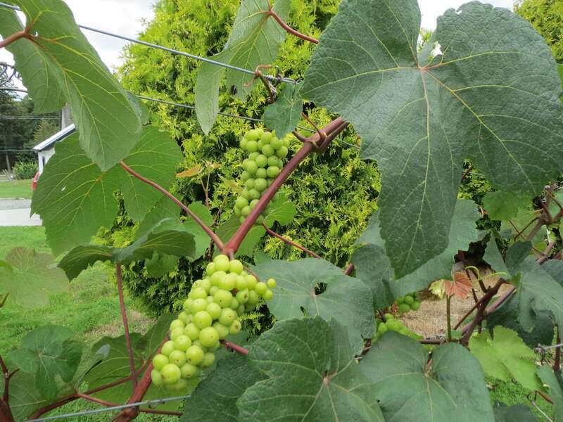 From Vancouver: Half-Day Fraser Valley Wine Tour - Backyard Vineyards, an approachable first tasting