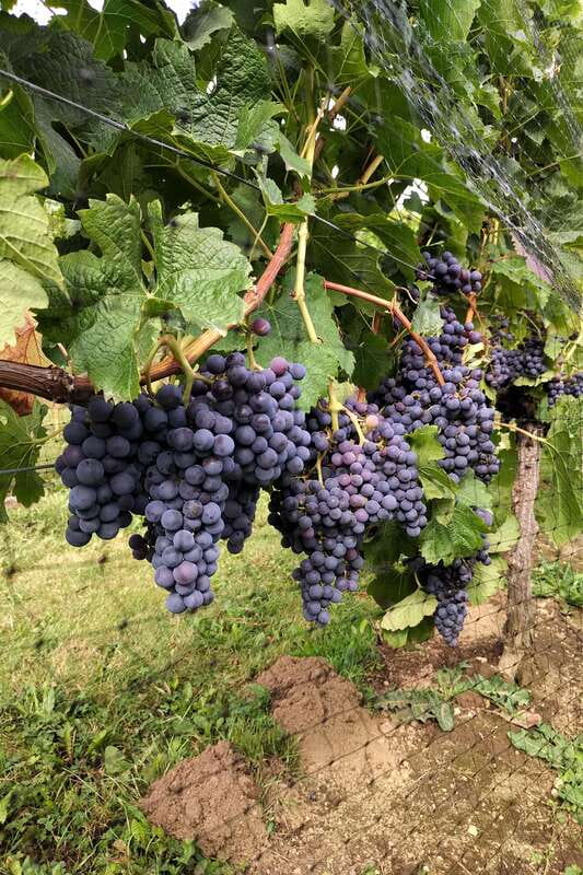 From Vancouver: Half-Day Fraser Valley Wine Tour - What the $138 price really covers
