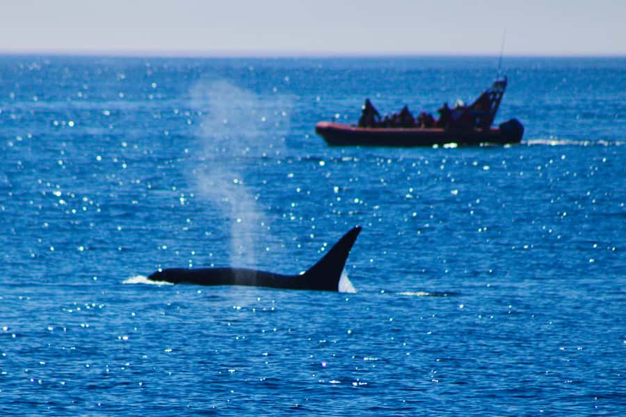 From Victoria: Whale Watching Marine Wildlife Excursion - Key points to know before you book