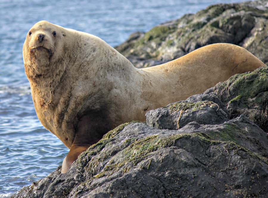 From Victoria: Whale Watching Marine Wildlife Excursion - How it compares with covered whale-watching boats