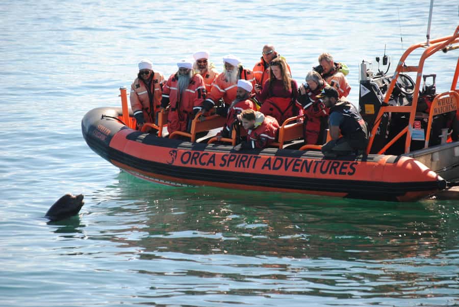 From Victoria: Whale Watching Marine Wildlife Excursion - Searching for whales and orcas