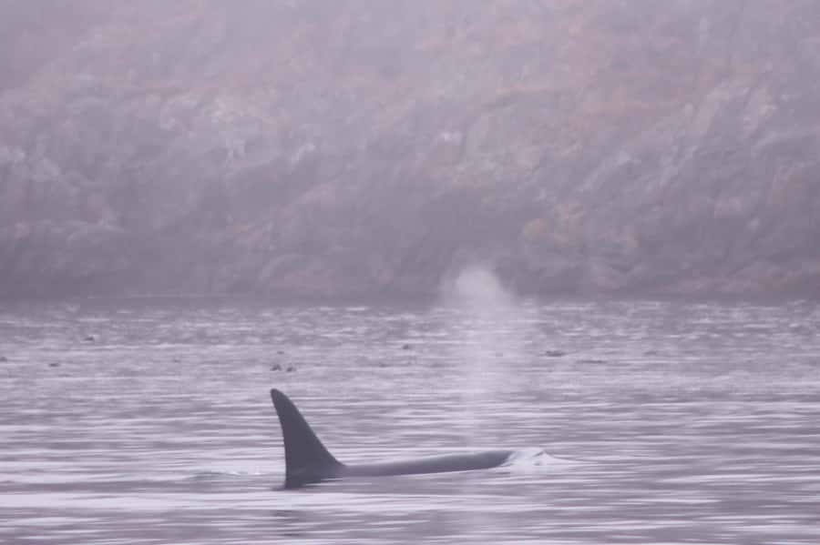 From Victoria: Whale Watching Marine Wildlife Excursion - Sea lions, seals, otters, and coastal birds