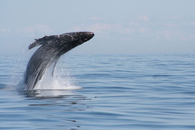 From Victoria: Whale Watching Marine Wildlife Excursion - What the guide adds to the experience