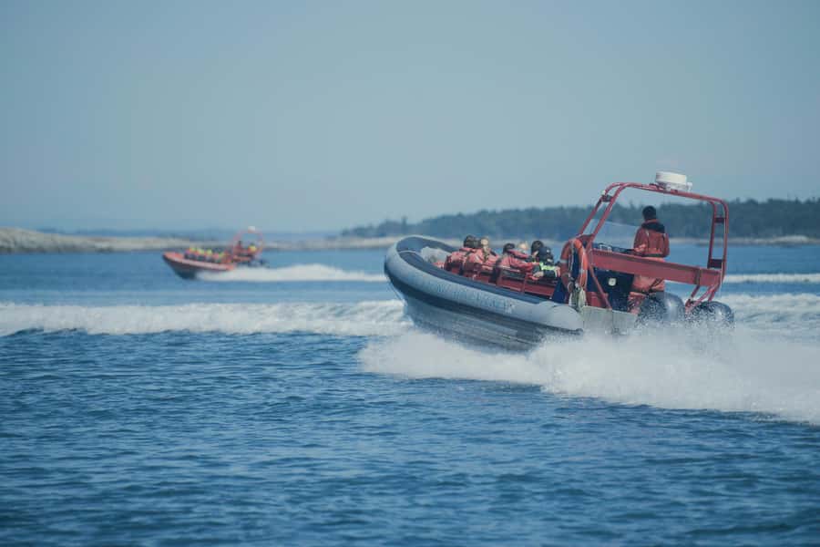 From Victoria: Whale Watching Marine Wildlife Excursion - Why the $113 price can make sense