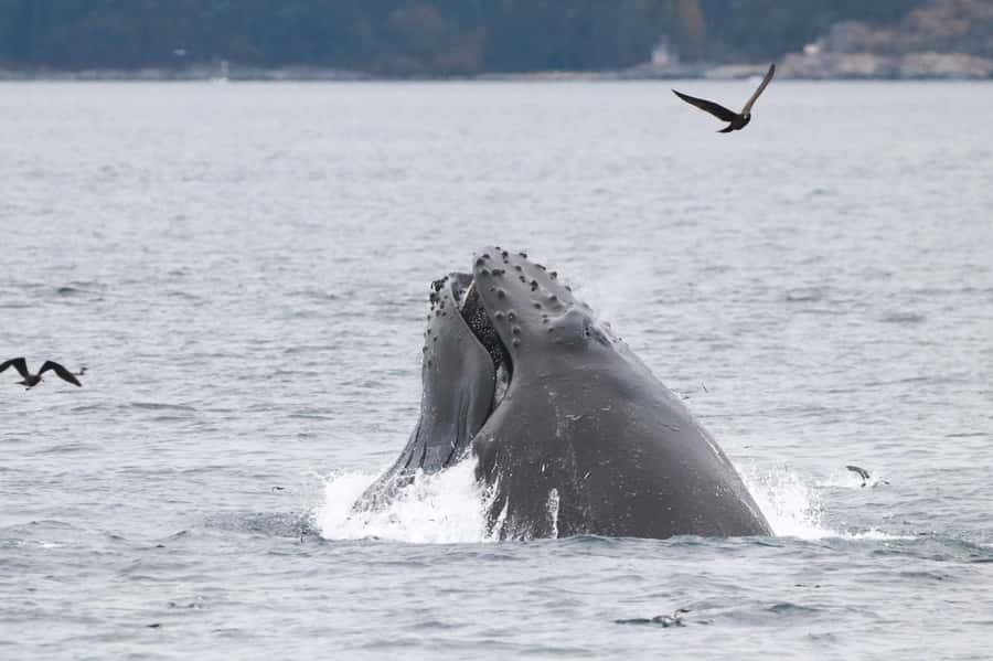 From Victoria: Whale Watching Marine Wildlife Excursion - Who should book this Zodiac trip