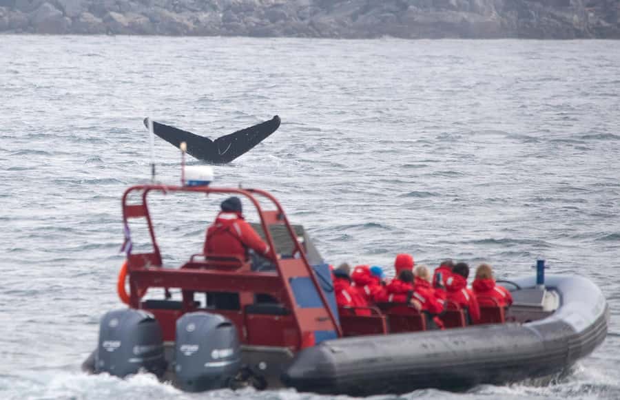 From Victoria: Whale Watching Marine Wildlife Excursion - The Zodiac ride through Juan de Fuca Strait