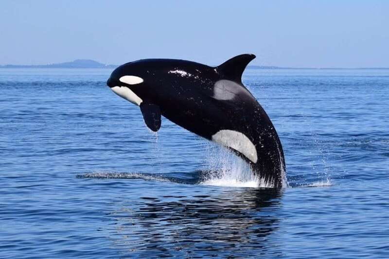 From Victoria: Whale Watching Tour by Zodiac Boat - Key points before you book