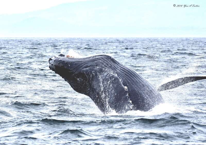From Victoria: Whale Watching Tour by Zodiac Boat - A fast start from Victoria’s Wharf Street