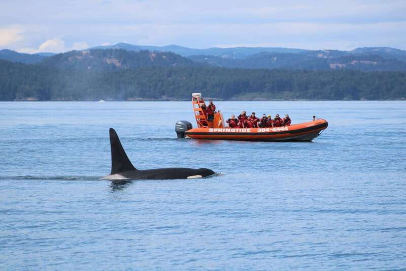 From Victoria: Whale Watching Tour by Zodiac Boat - Looking for orcas and humpback whales