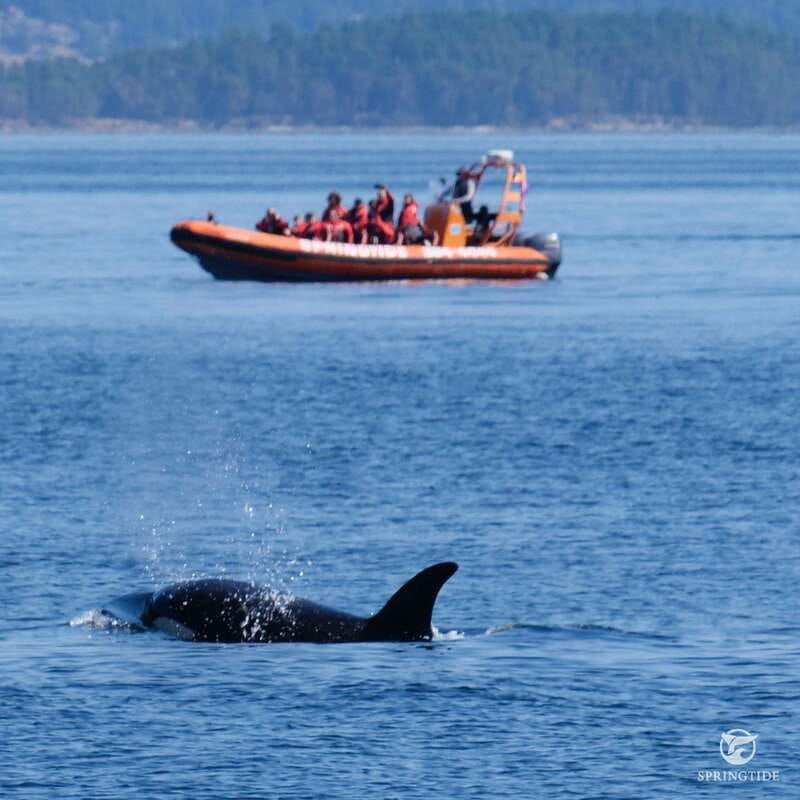 From Victoria: Whale Watching Tour by Zodiac Boat - Seals, sea lions, birds, and smaller surprises
