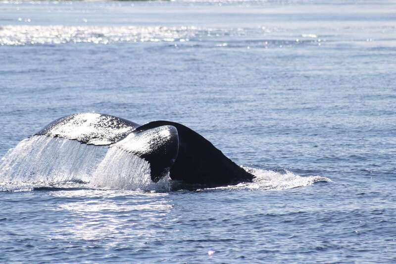 From Victoria: Whale Watching Tour by Zodiac Boat - Who will enjoy this most?