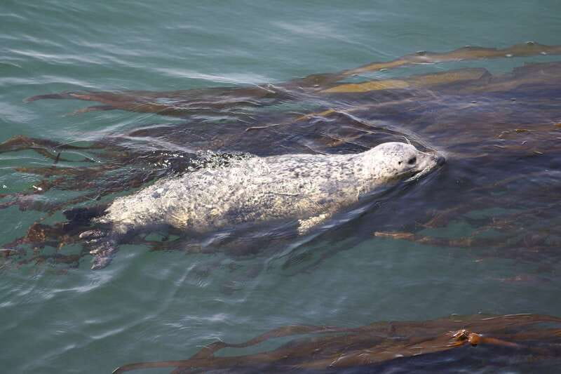 From Victoria: Whale Watching Tour by Zodiac Boat - Should you book this Victoria whale-watching tour?