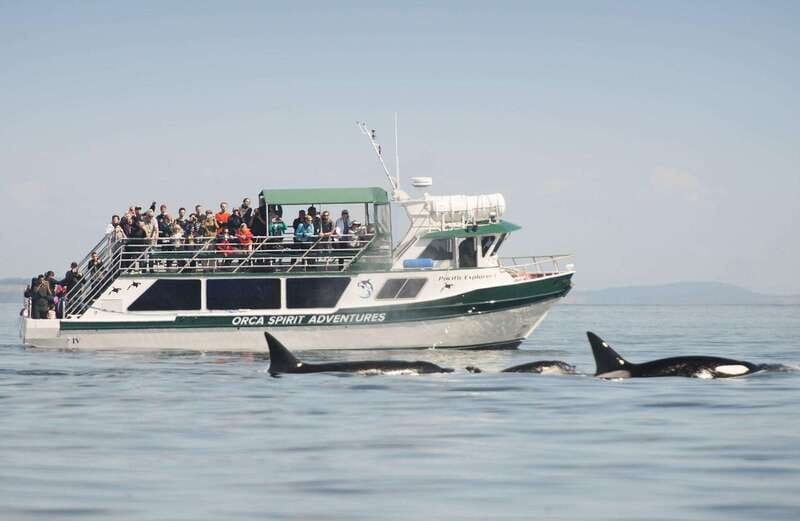 From Victoria: Whale Watching Trip on Covered Boat - Key points to know before you book