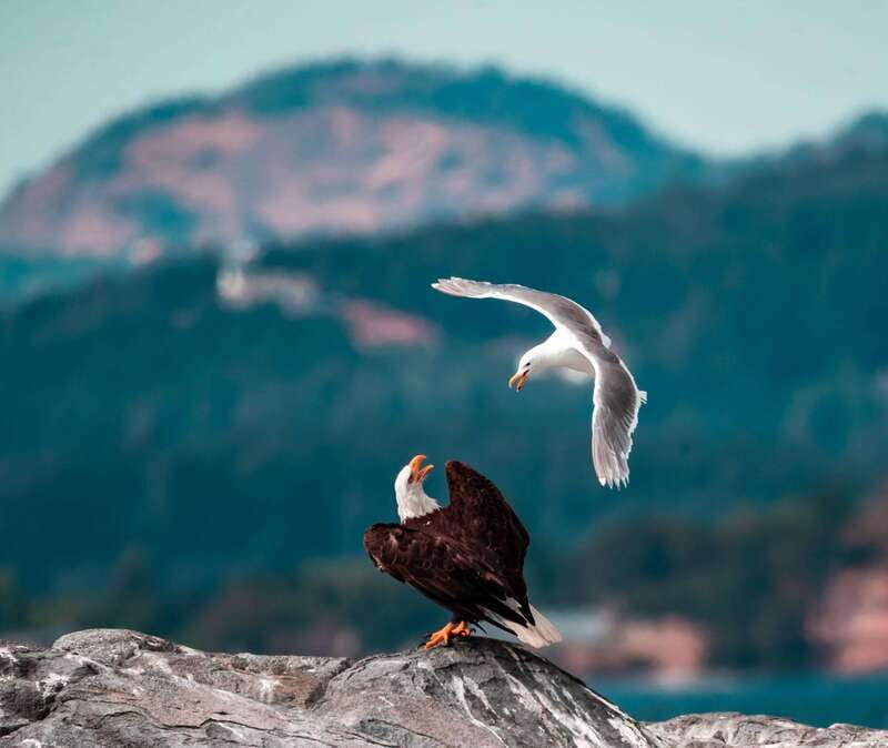 From Victoria: Whale Watching Trip on Covered Boat - Booking details that matter
