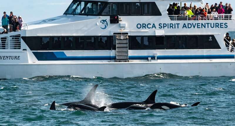 From Victoria: Whale Watching Trip on Covered Boat - Orcas, humpbacks, and the wildlife you may see