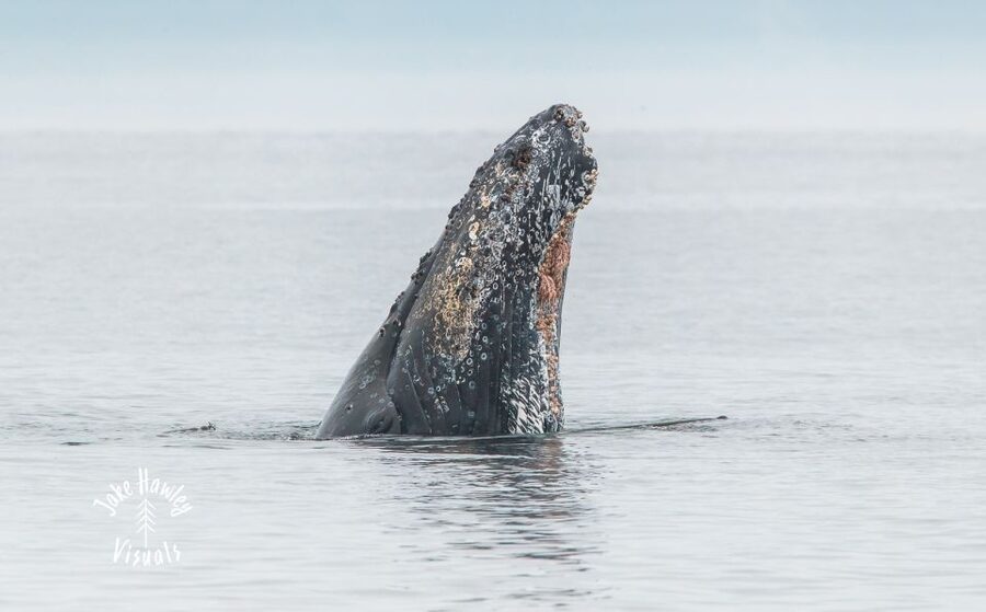 From Victoria: Whale Watching Trip on Covered Boat - Is the $132 price fair?