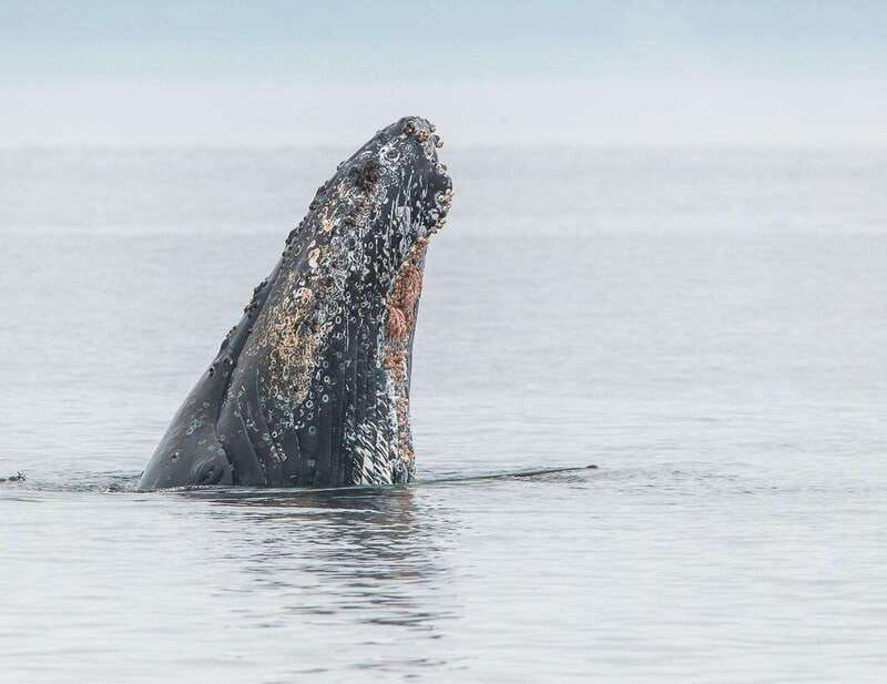 From Victoria: Whale Watching Trip on Covered Boat - Who should book this trip