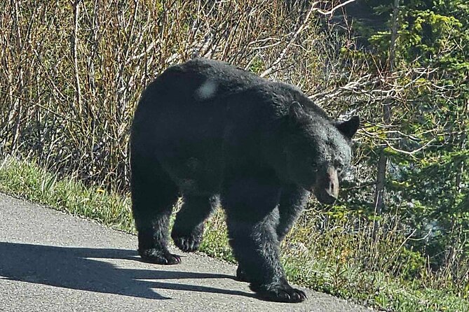 Full Day Private Tour Banff/Yoho Customized Sightseeing - Bow Falls and Banff’s famous viewpoints