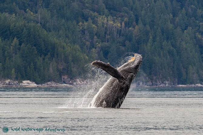 Full Day Whale Watching Campbell River - Key points to know before booking