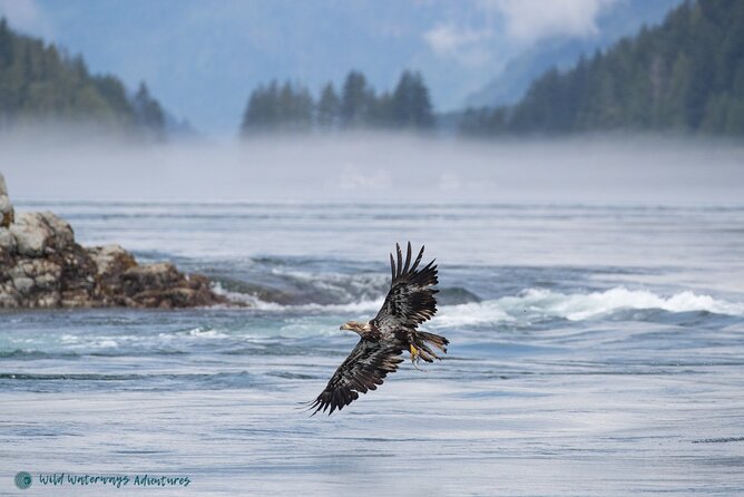 Full Day Whale Watching Campbell River - Why this is more than a standard whale trip