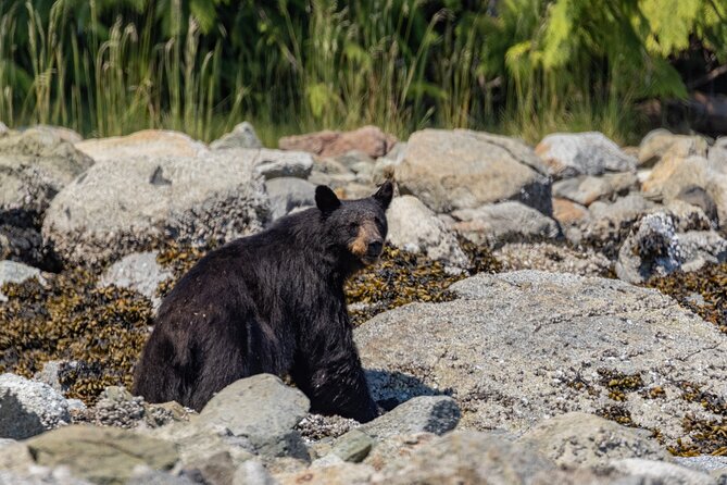 Full Day Whale Watching Campbell River - Humpbacks, orcas, and the search for variety