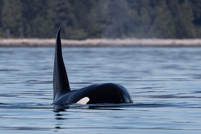 Full Day Whale Watching Campbell River - Is the $266.62 price fair?