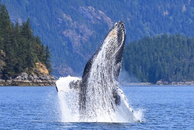 Full Day Whale Watching Campbell River - Who will enjoy this eight-hour adventure?