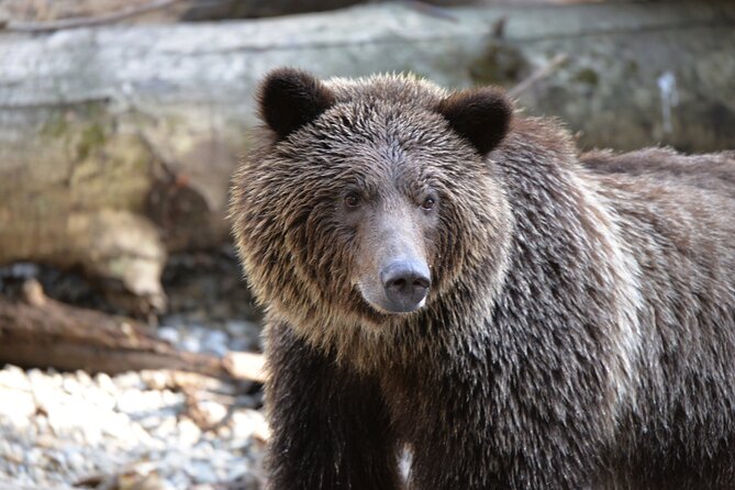 Great Bears of Bute: Grizzly Bear Viewing & Indigenous Cultural Tour - What makes the Great Bears of Bute tour special