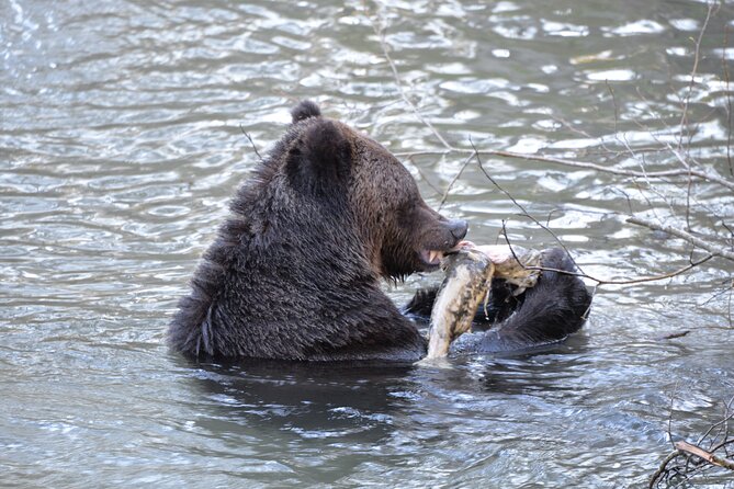 Great Bears of Bute: Grizzly Bear Viewing & Indigenous Cultural Tour - Homalco stories and cultural context