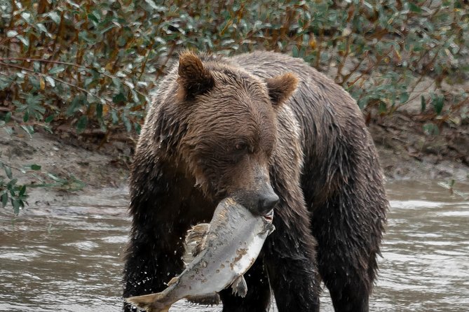 Great Bears of Bute: Grizzly Bear Viewing & Indigenous Cultural Tour - Who should book the Great Bears of Bute tour?