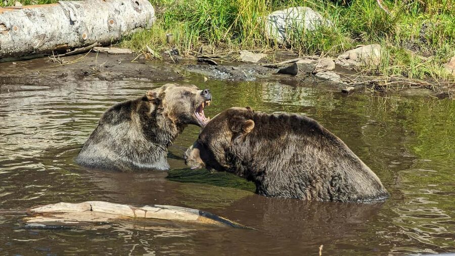 Grouse Mnt+StanleyPark+Hatchery+Cleveland Dam+LynnCanyonTOUR - Salmon at Capilano River Hatchery