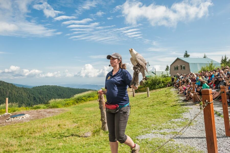 Grouse Mountain, Capilano Bridge & Fish Hatchery Tour - Why the guide can make or break the day