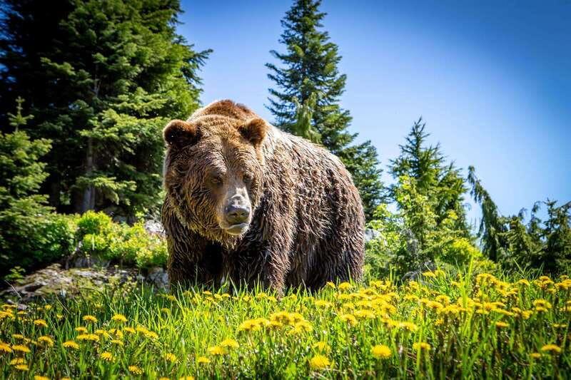 Grouse Mountain Skyride Admission Ticket - Meeting the grizzlies, Coola and Grinder