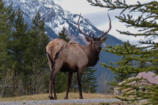 Guided Tour to Banff Highlights & Wildlife With Gondola Admission - Key points to know before booking