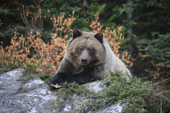 Guided Tour to Banff Highlights & Wildlife With Gondola Admission - Lake Minnewanka and Two Jack Lake add the wildlife element