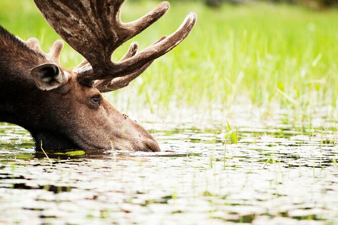 Guided Tours Algonquin Park - Key points to know before booking
