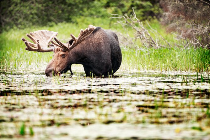 Guided Tours Algonquin Park - Rapids, waterfalls, and the chance of wildlife