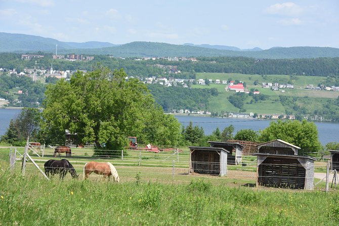 Half-Day Trip to Montmorency Falls and Ste-Anne-de-Beaupré from Quebec city - Guides are a major part of the value