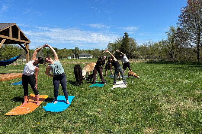Hike & Lunch with Llamas - Pizza cooked over a wood fire